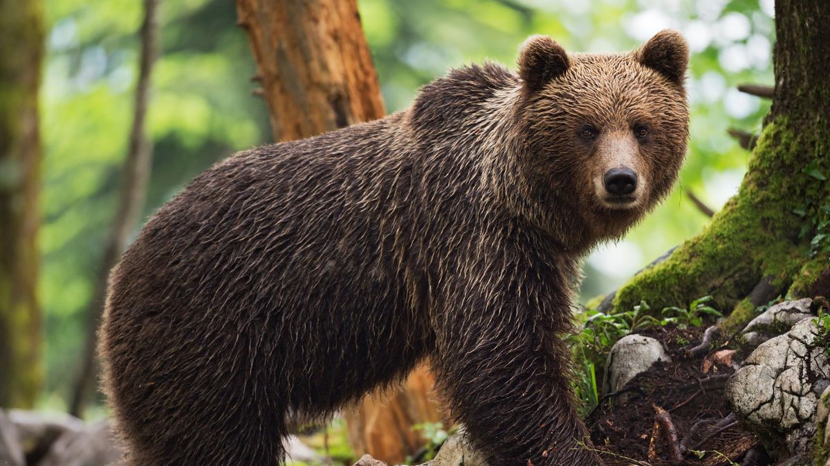Hikers who took selfies with bears jailed and banned from National Parks