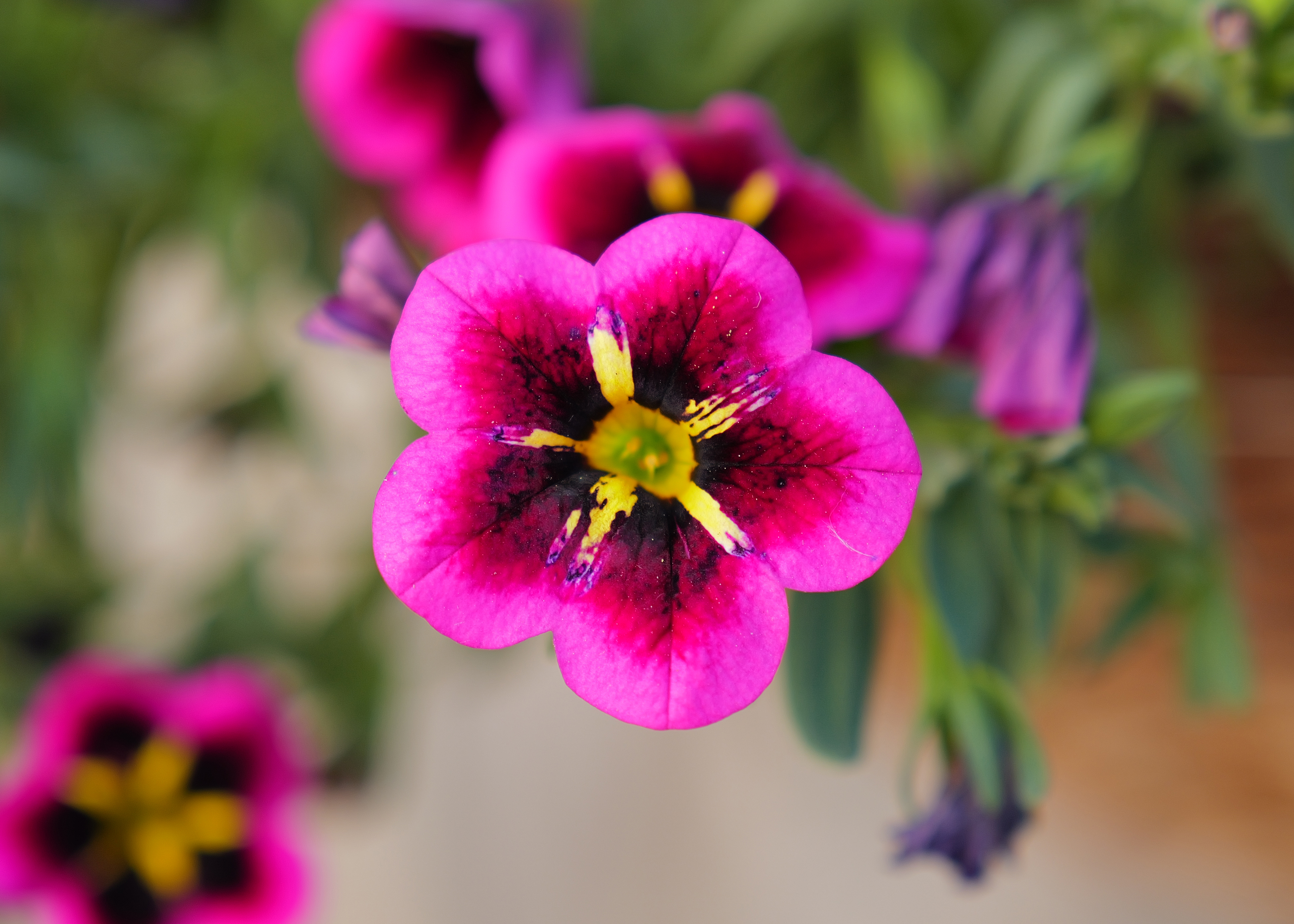 A photo of a flower taken on a Leica Q3 43 camera