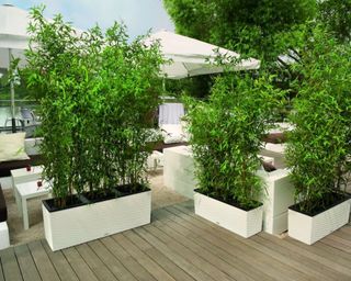 tall potted plants for privacy