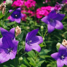 Platycodon blooms are like delightful stars on canvas of the floral skies! Platycodon grandiflorus is known also as balloon flower, Chinese bellflower, or platycodon.