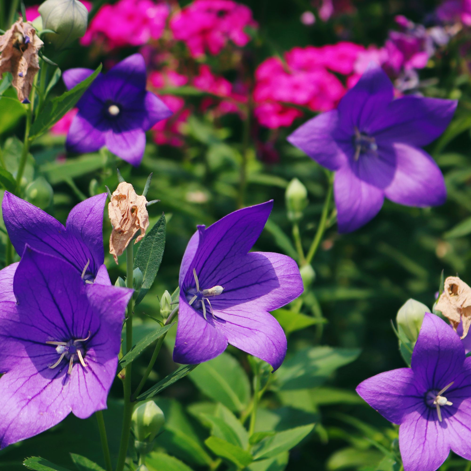 Platycodon blooms are like delightful stars on canvas of the floral skies! Platycodon grandiflorus is known also as balloon flower, Chinese bellflower, or platycodon.