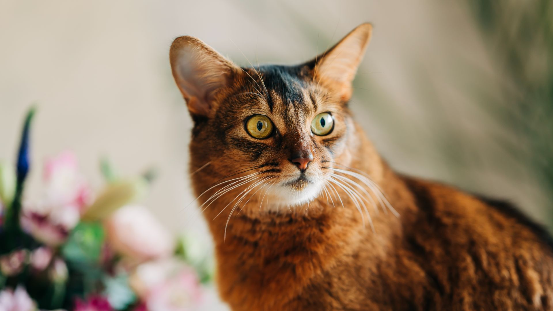 russet-color cat with pointed, high ears and yellowy-green eyes