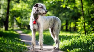 Irish Wolfhound standing in the park