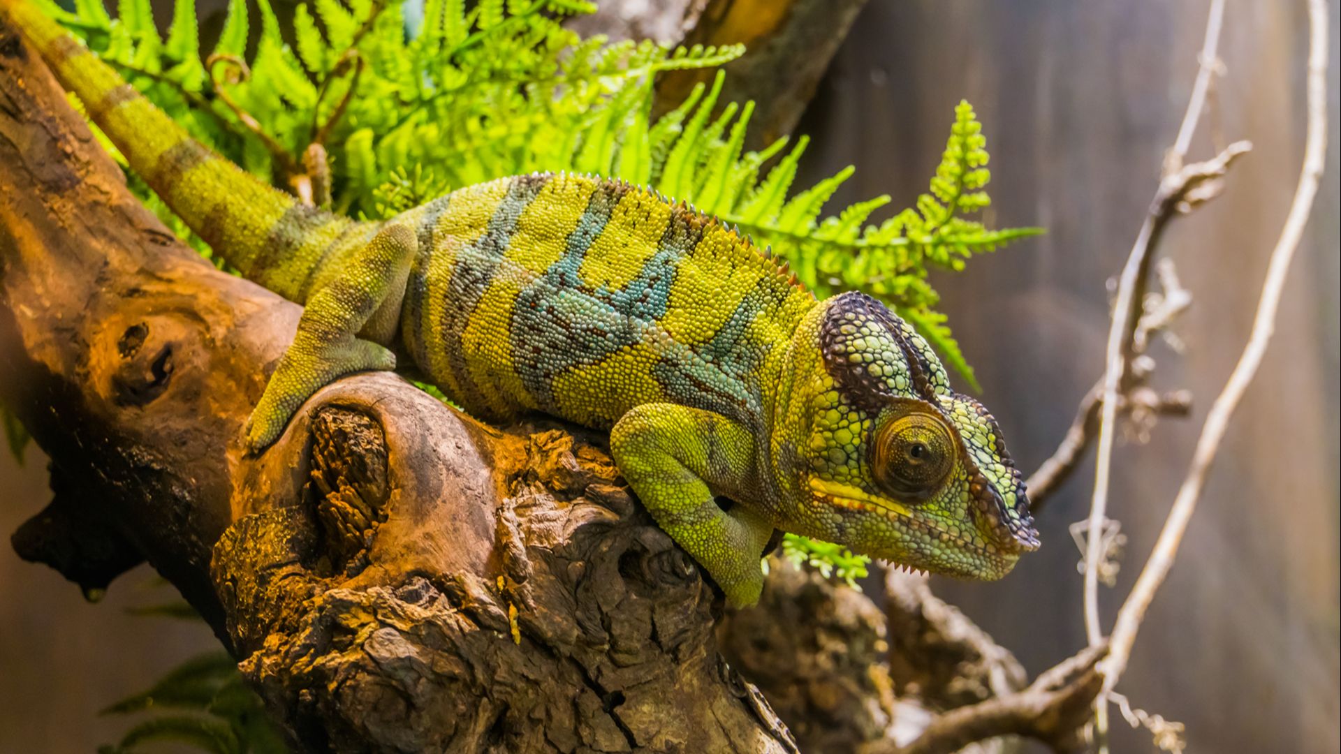 panther chameleon in on a branch in vivarium