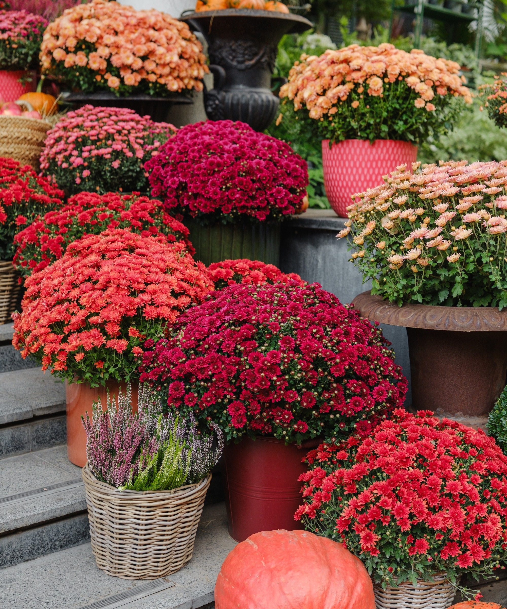 Display of potted red, orange and peach toned chrysanthemums on steps