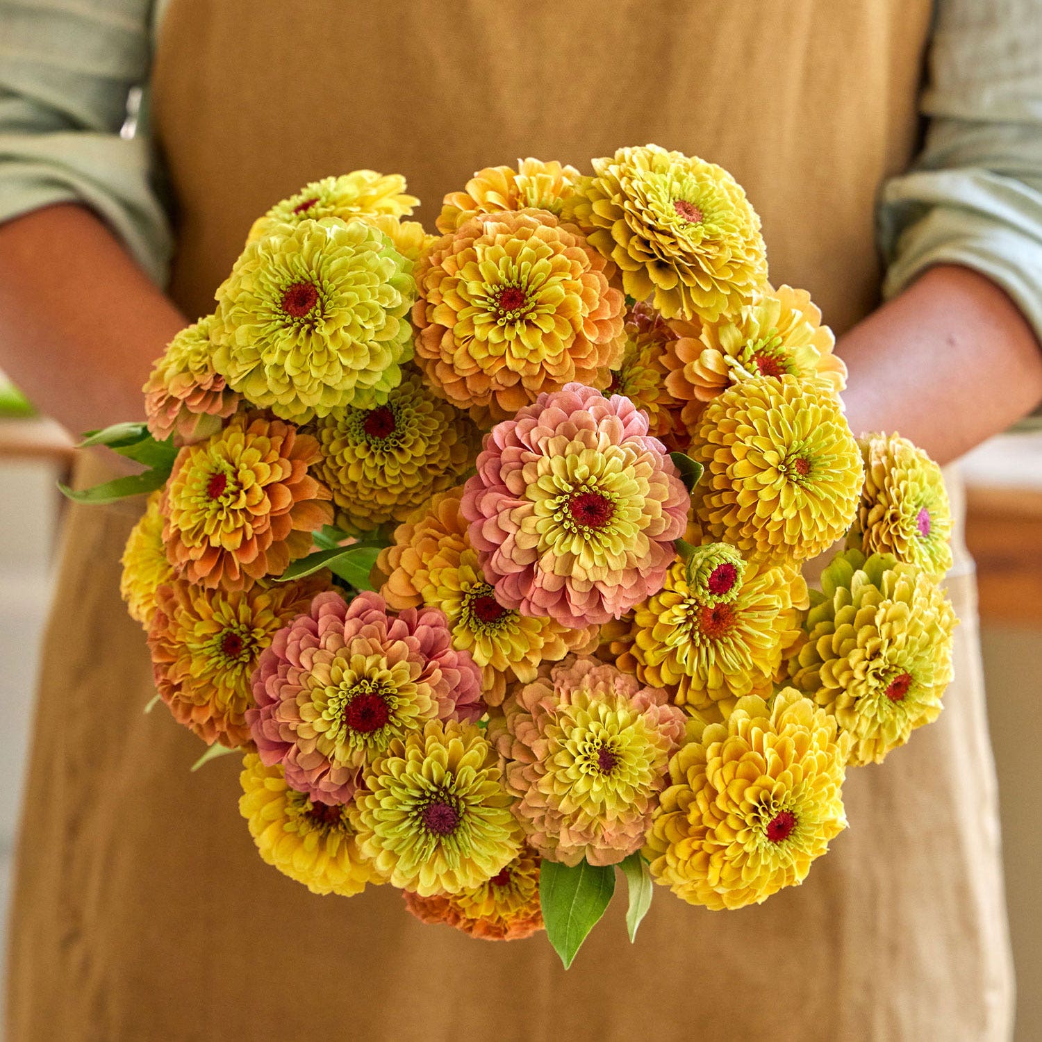 Queeny Lemon Peach Zinnia Seeds