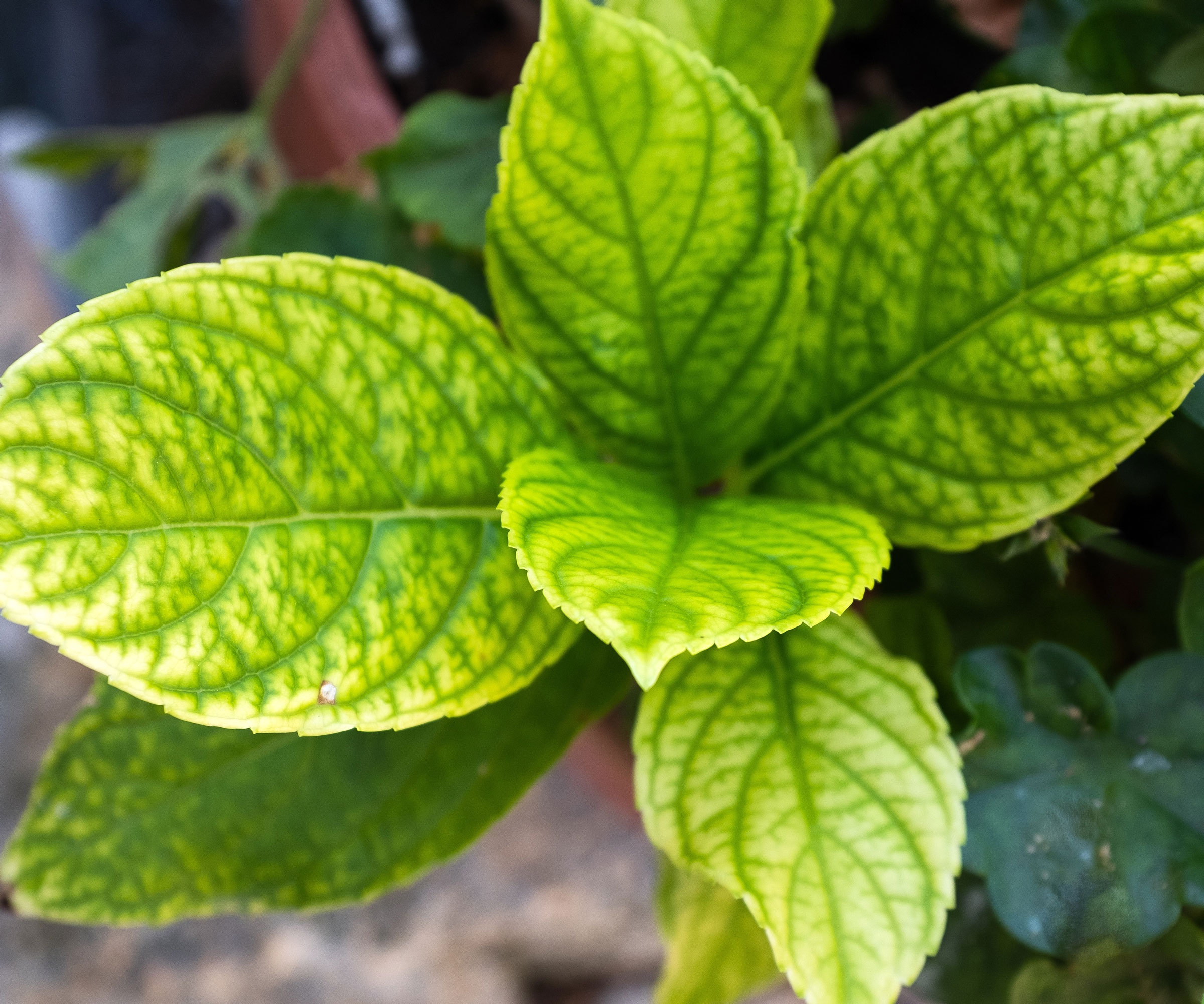 yellow chlorotic leaves on hydrangea plant