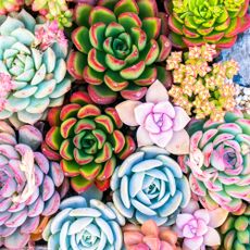 mixed succulent display viewed from overhead