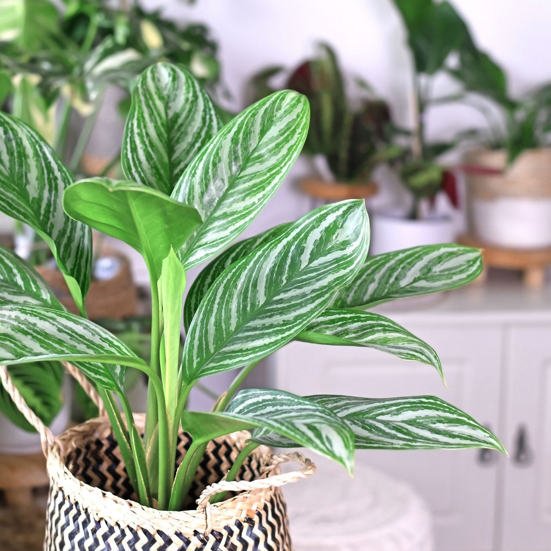 Best plants for condensation and damp – 7 easy-care options | Ideal Home