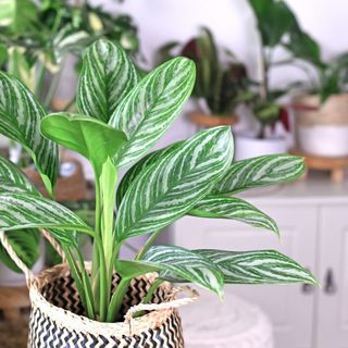 A chinese evergreen houseplant in a white pot