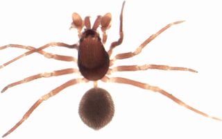 A trap-jaw spider, Zearchaea clypeata.
