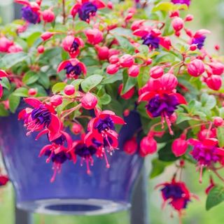 Fuchsia Plants Live, Blue Eyes 