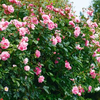 pink rose flowers with green leaves