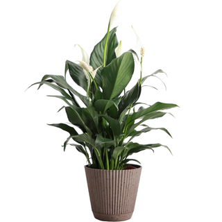 Thorsen's Greenhouse Live Peace Lily Plant