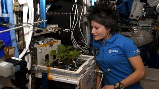 European Space Agency astronaut Samantha Cristoforetti takes in the scent of edible plants growing in the eXposed Root On-Orbit Test System (XROOTS) experiment on the International Space Station.