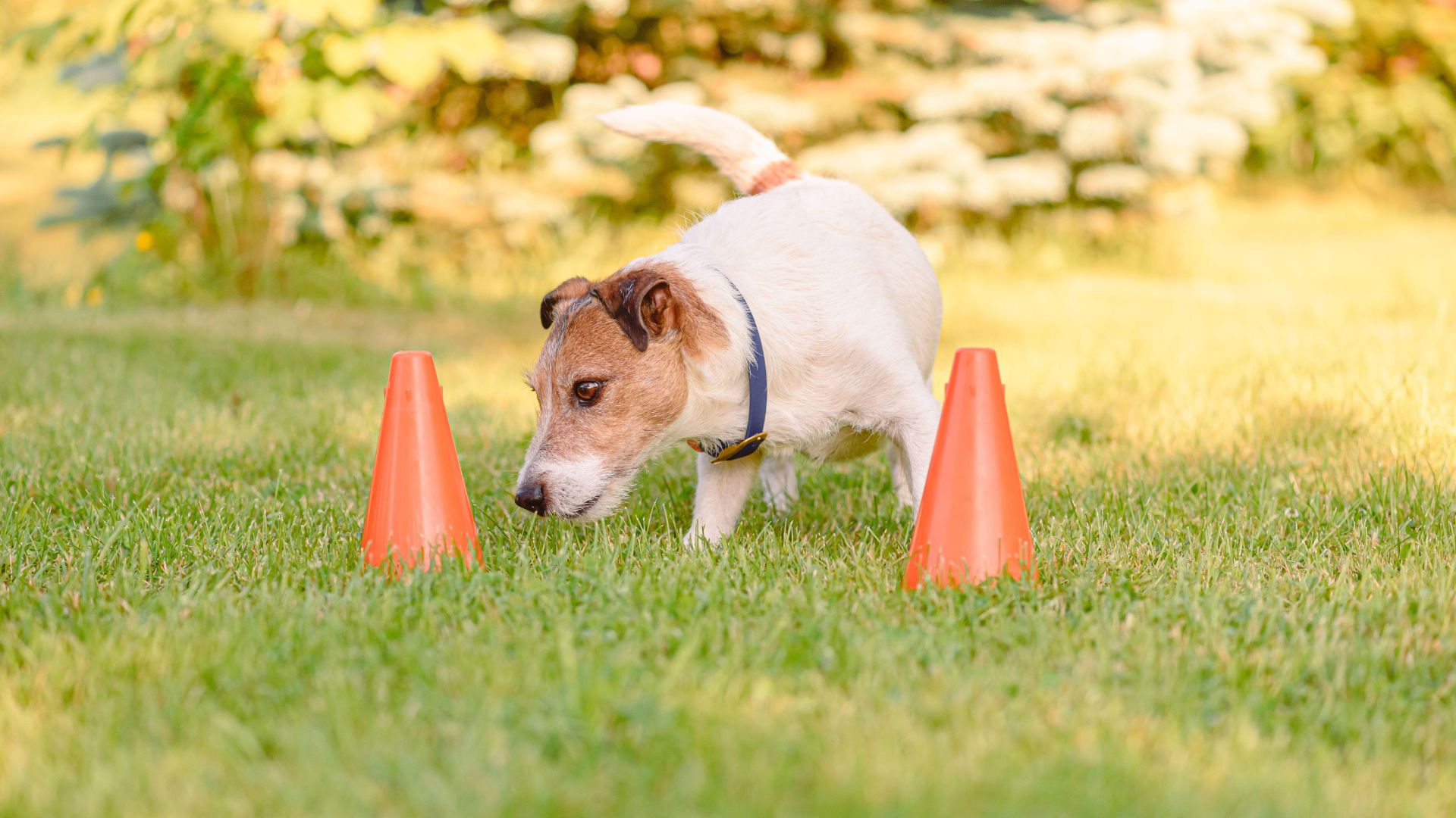 Dog carrying out scentwork exercise
