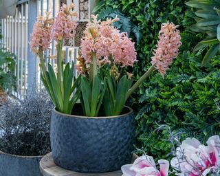 Gipsy Queen salmon coloured hyacinths in planter