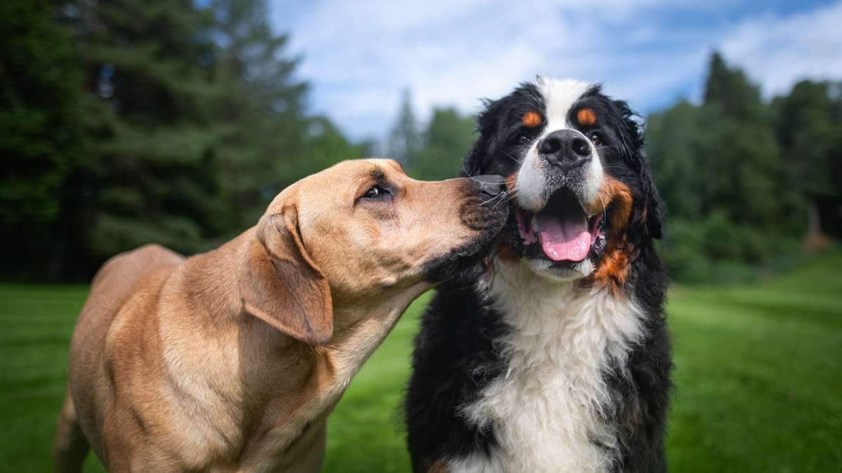 Doggy play date: How to set one up and what to expect PetsRadar Doggy play date: How to set one up and what to expect PetsRadar