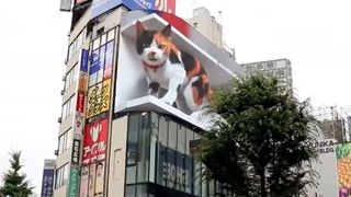 3d cat shinjuku