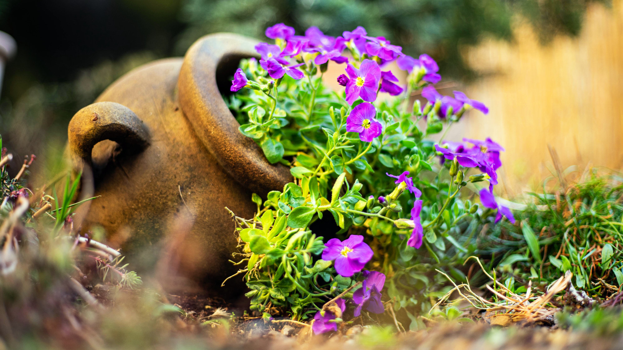Flowers spilling from a Terracotta pot