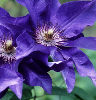 purple clematis plant