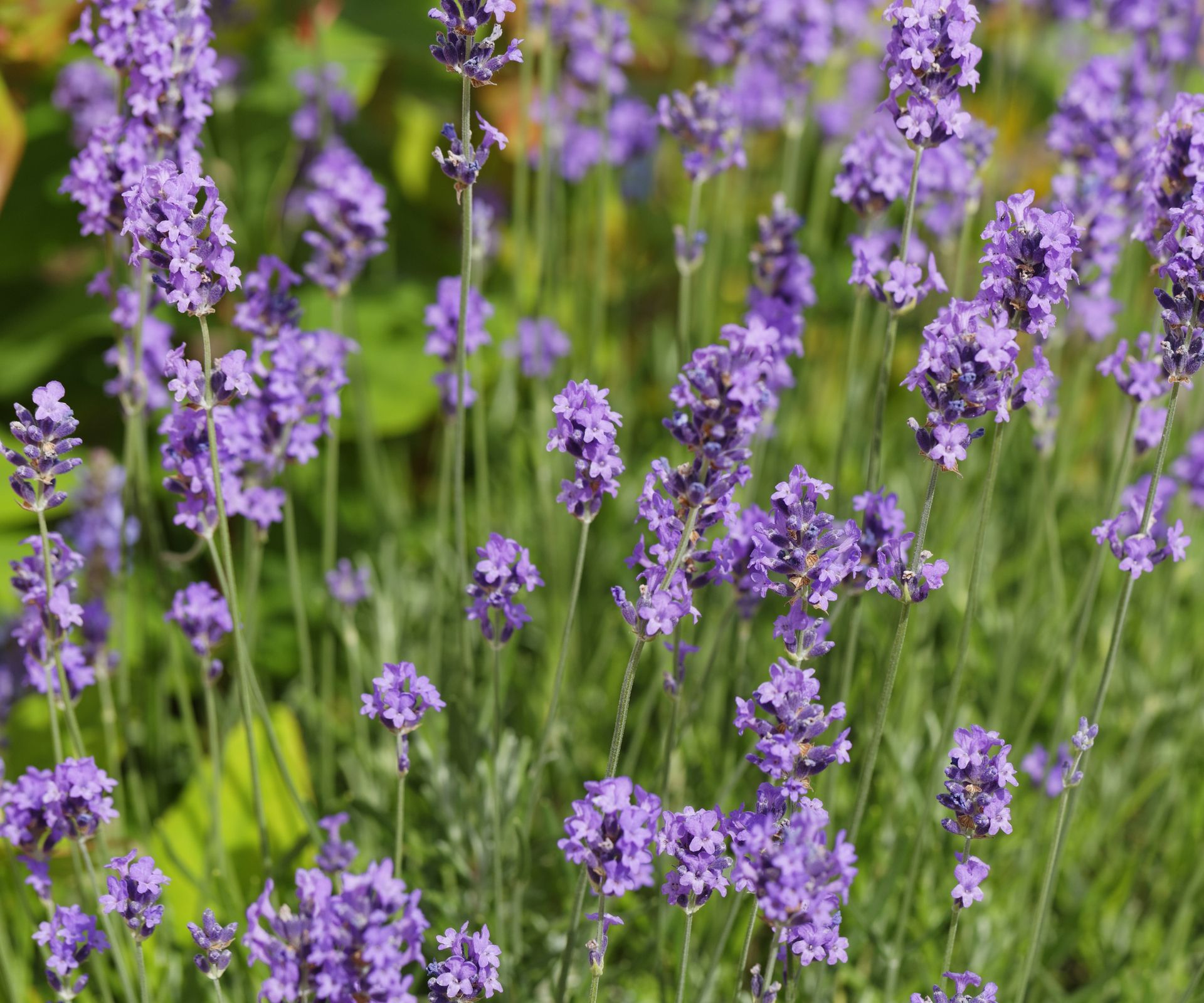 Lavandula angustifolia