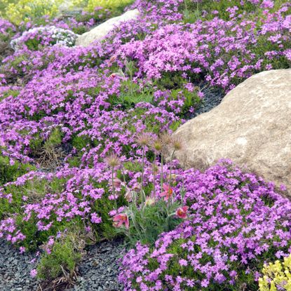 Creeping phlox in rock garden