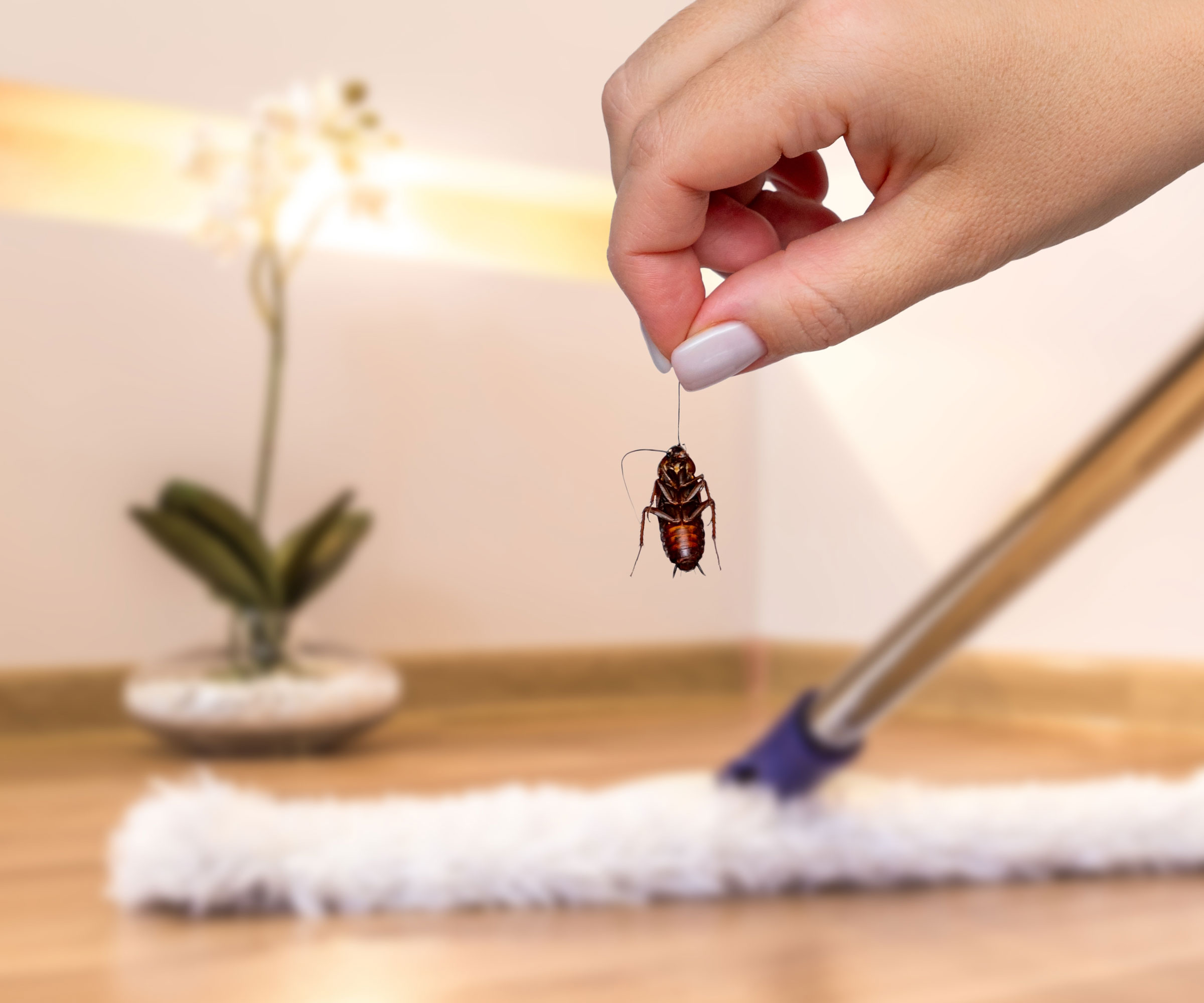 cockroach being held in front of living room plant and vacuum cleaner