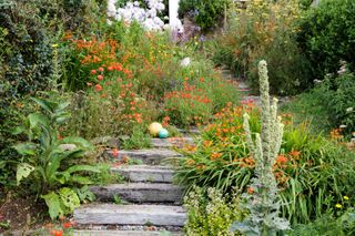 Railway sleeper steps in Coastal seaside garden with wildflowers and annuals