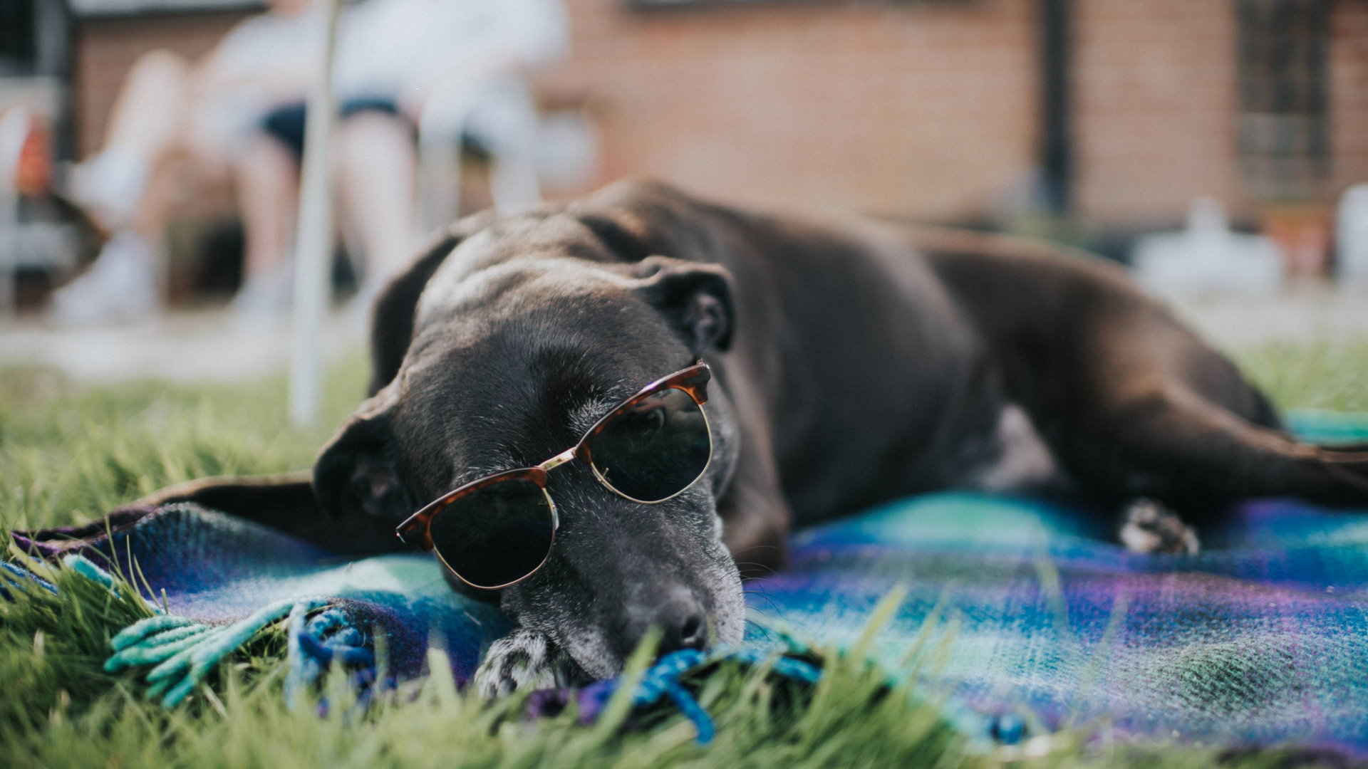 Dog lying on a blanket on the grass and wearing a pair of sunglasses