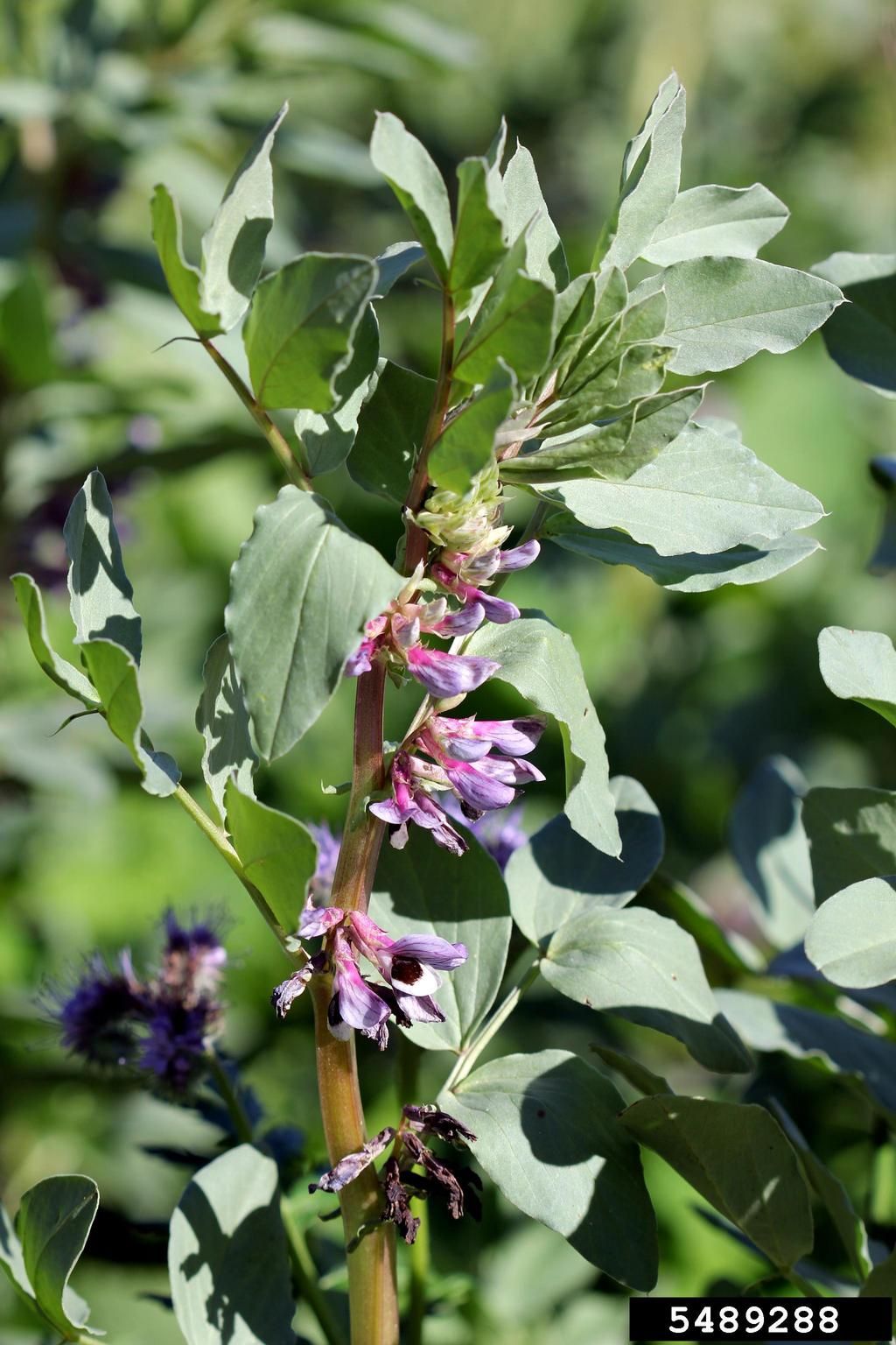 Horsebean Plant