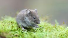 A close up of a brown mouse sitting in the middle of some grass.