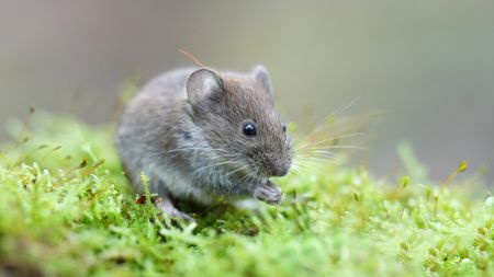A close up of a brown mouse sitting in the middle of some grass.