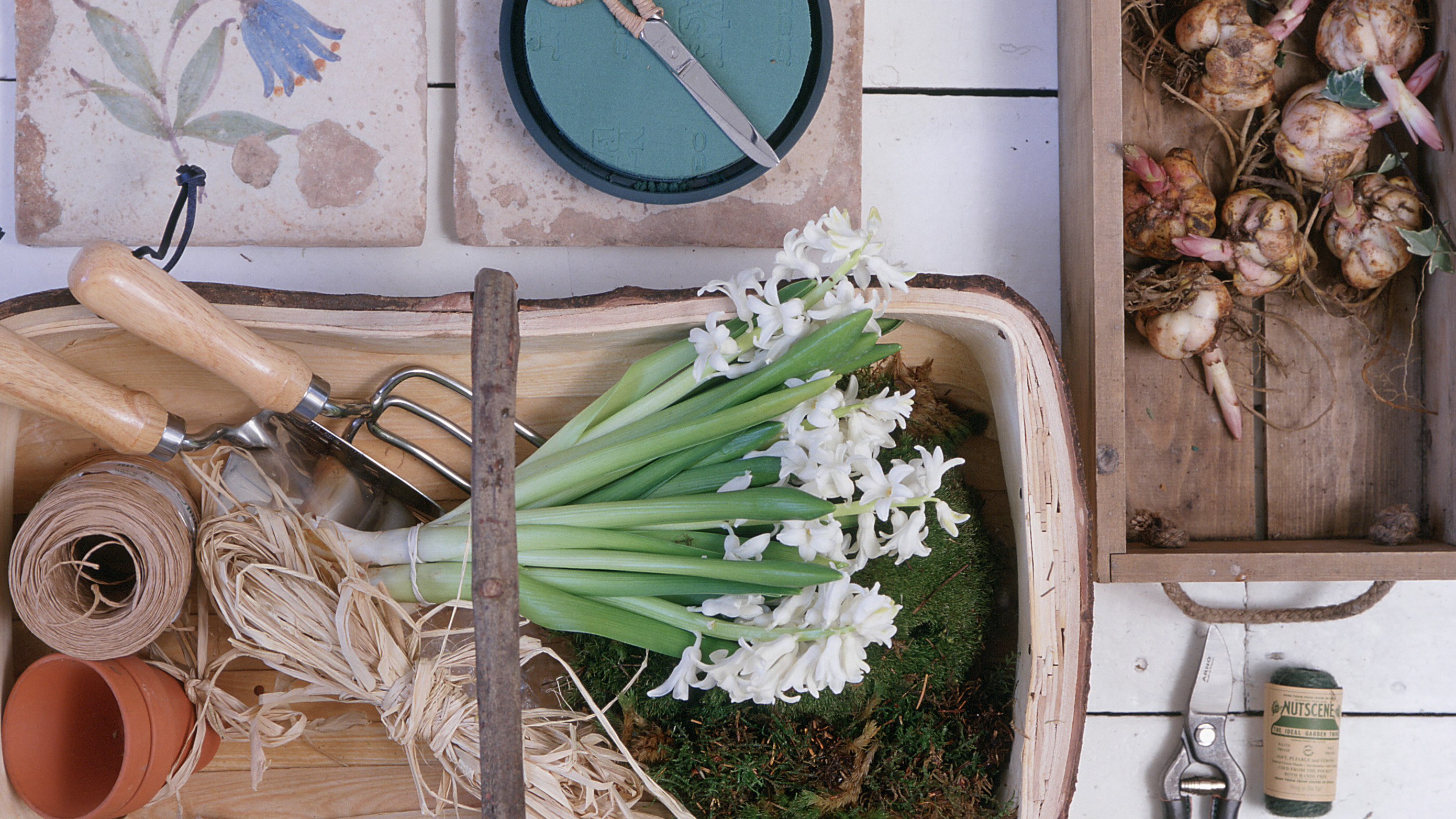 Growing Iris Reticulata Indoors - How to Force Bulbs