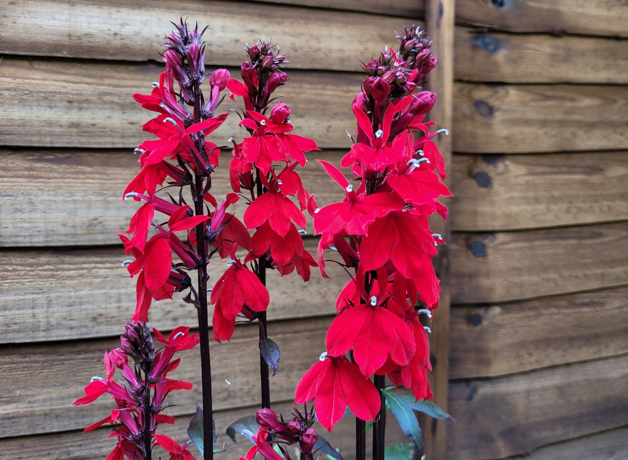 Queen Victoria Cardinal Flower