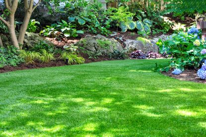 A small backyard with a bright green healthy lawn and a border of shrubs 