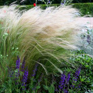 Stipa tenuissima ‘Pony Tails’