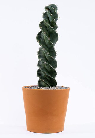 spiral cactus in a pot