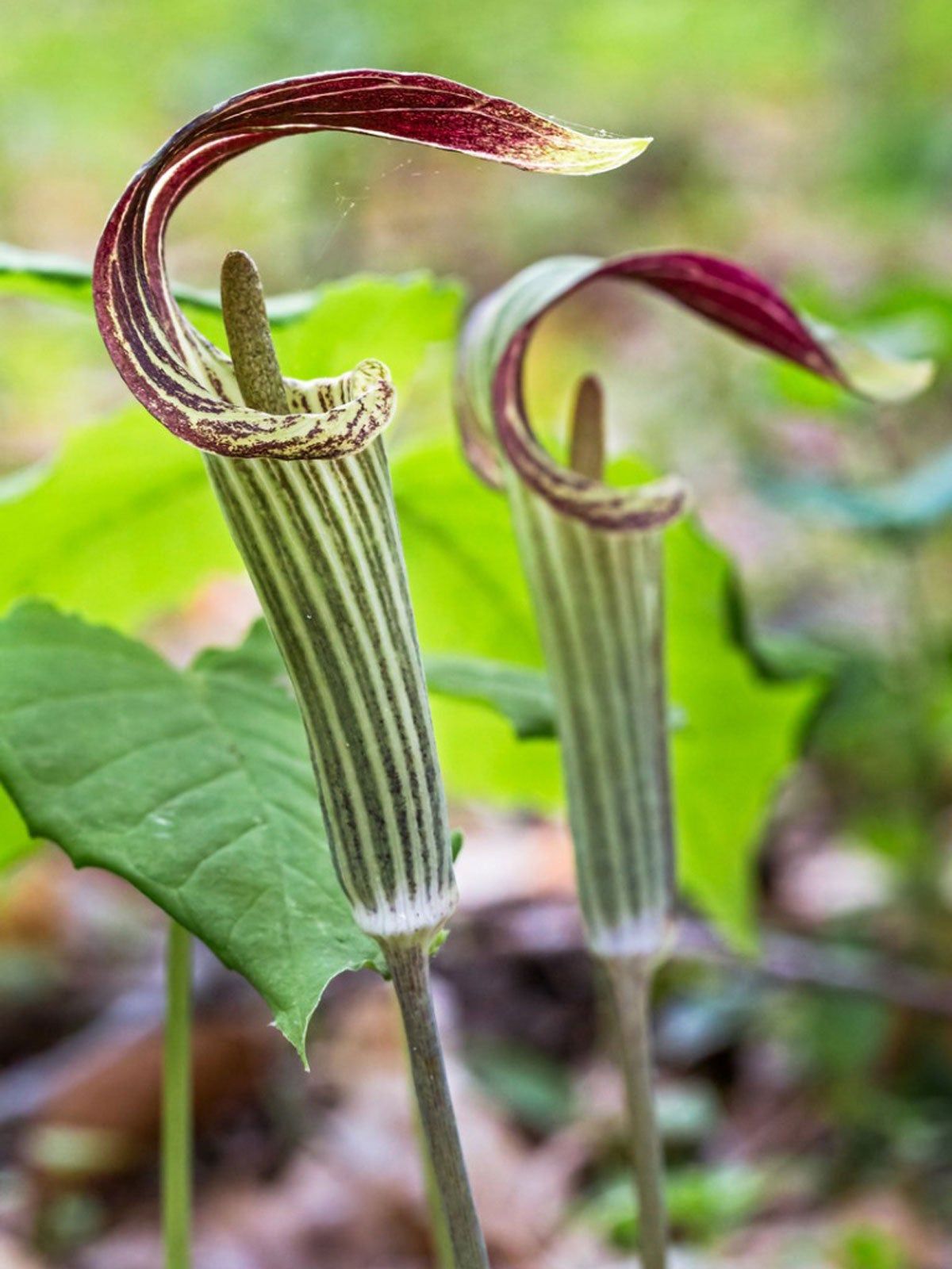 Jack In The Pulpit Propagation How Does Jack In The Pulpit Reproduce Gardening Know How 1379