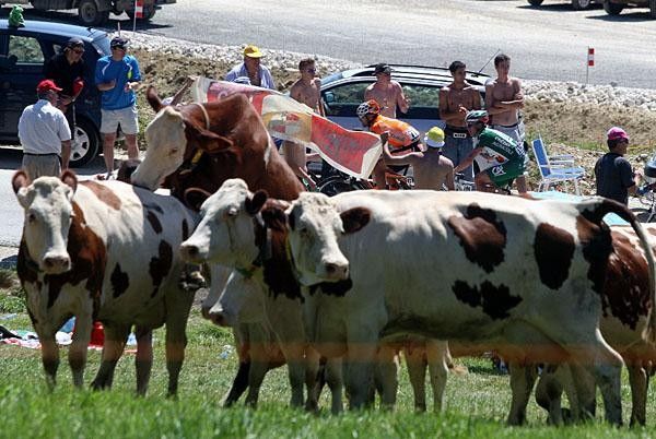 Cows were not interested in the passing cyclists as they enjoyed the hot summer day with other activities.