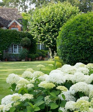 hydrangea annabelle and evergreen trees and shrubs in garden of paolo moschino and philip vergeylen
