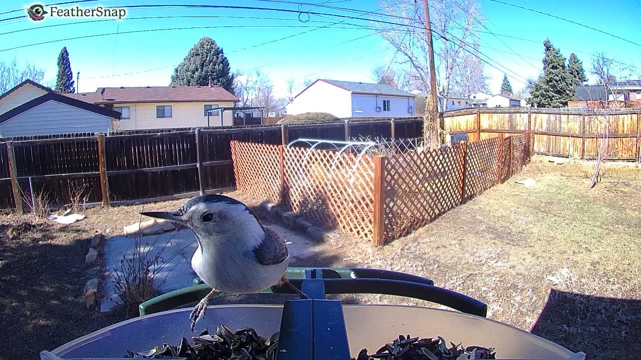 Example shots from the Feathersnap Scout Bird Feeder.