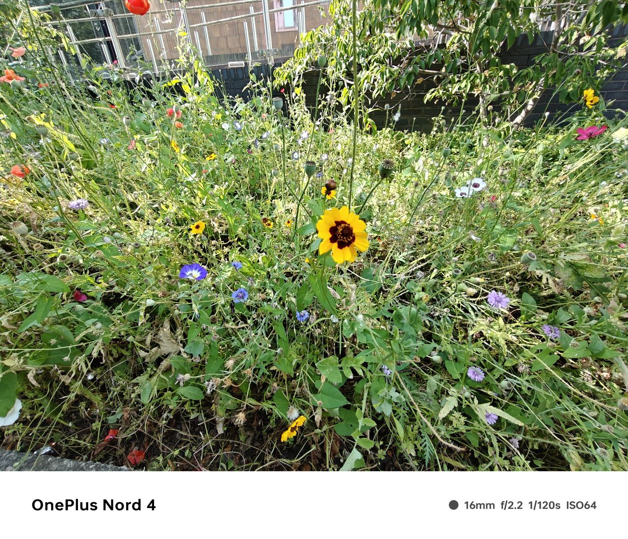 A photo captured on the OnePlus Nord 4