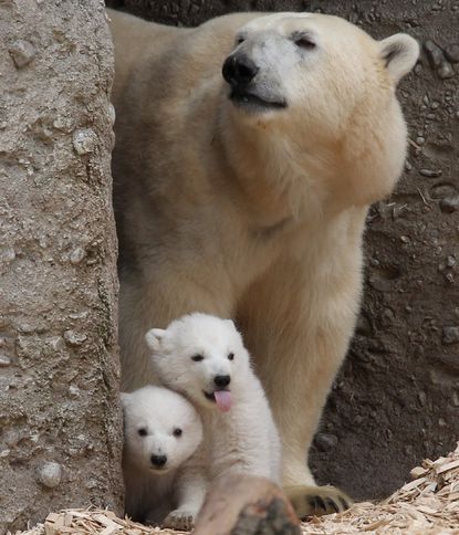 Photos: Munich's Hellabrunn Zoo unveils its baby polar bear cubs
