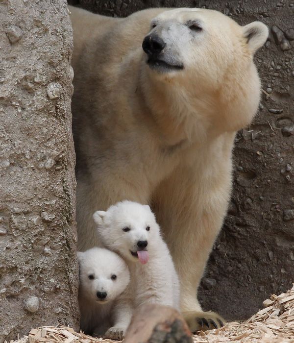 Photos: Munich&amp;#039;s Hellabrunn Zoo unveils its baby polar bear cubs