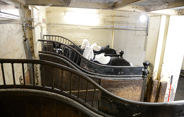 The stables at Horse Guards: the horses are on a one hour rotation while on guard duty
