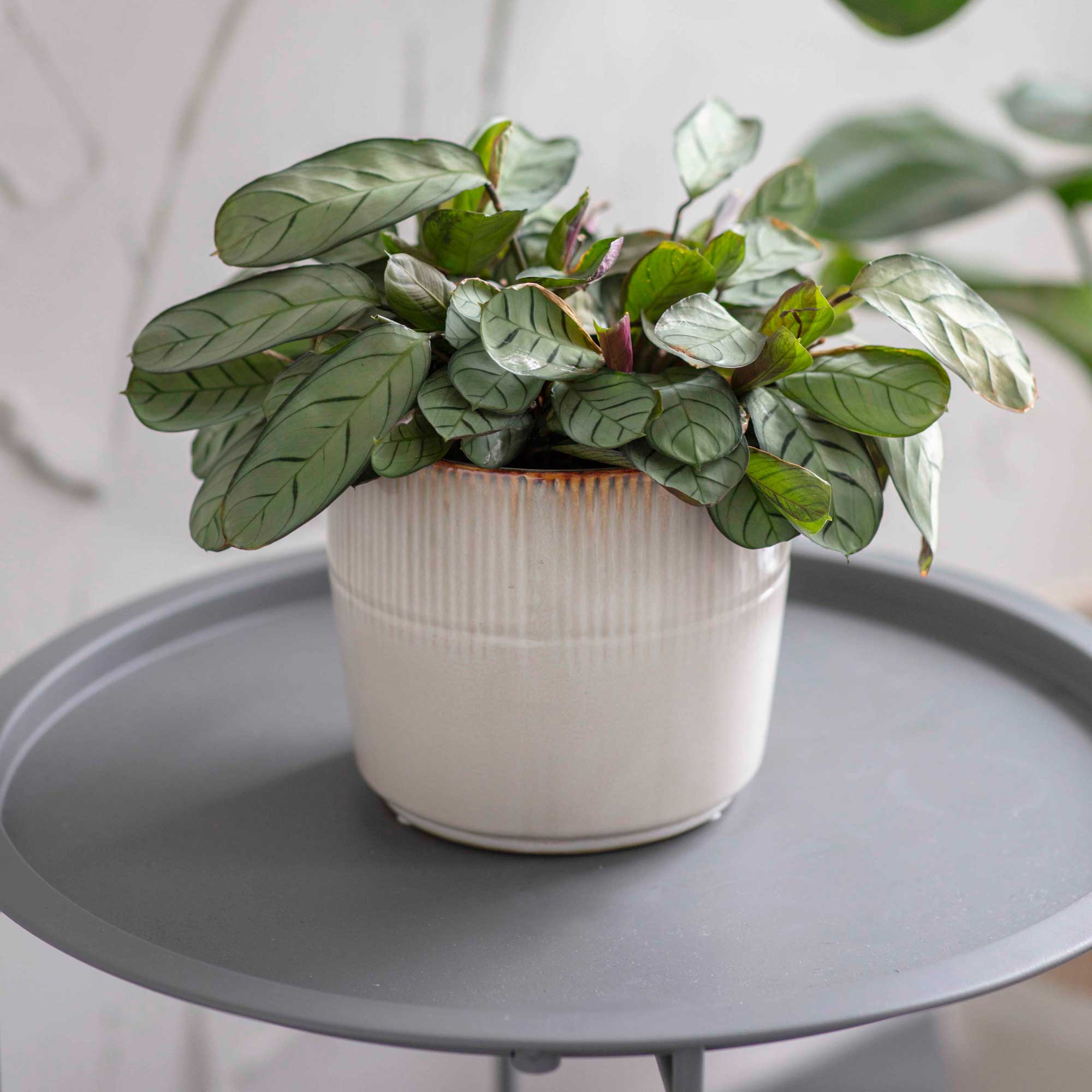 How to keep flies off house plants 6 ways to protect indoor plants