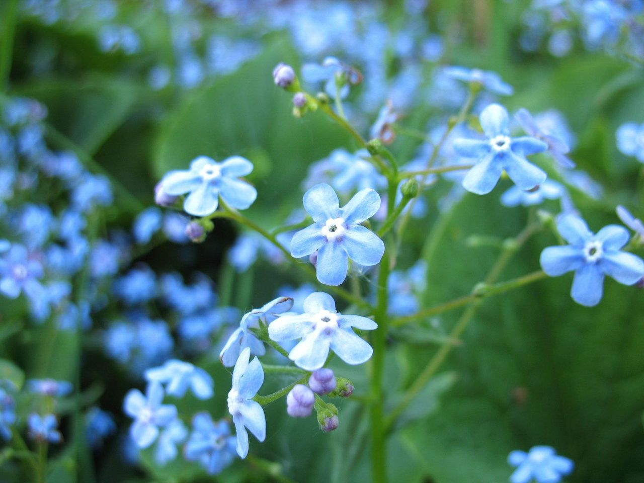 Forget-Me-Not Flowers