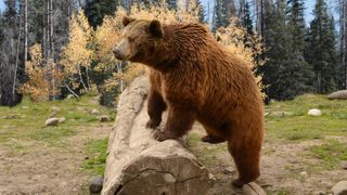 Grizzly bear climbing over log in Montana forest