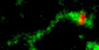 Pictured here, Shiga toxin (green) is sorted from the endosome into membrane tubules (red), which then pinch off and move to the Golgi apparatus.